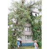Це дерево «сперлося» на ріг п’ятиповерхівки по вул. Шевченка. Небезпечне сусідство